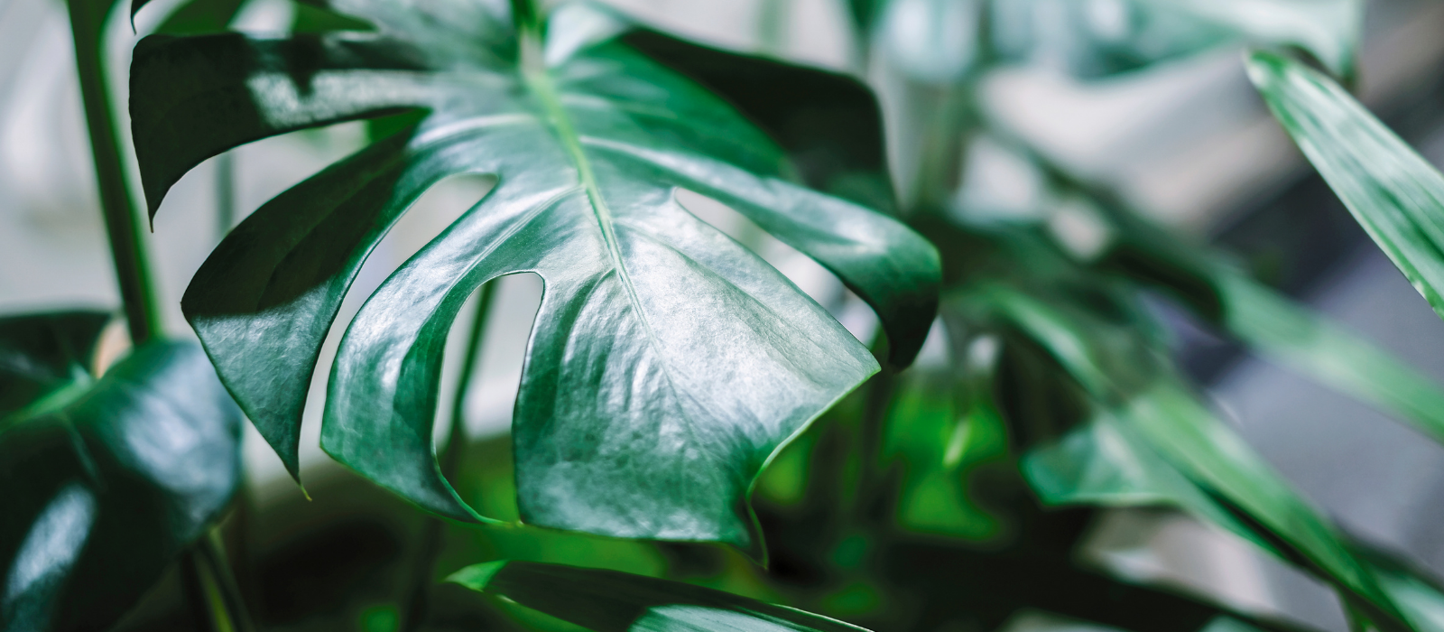 Houseplants: How to Create a Green Sanctuary in Your Home